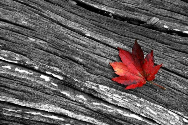 Foglia rossa su un albero grigio