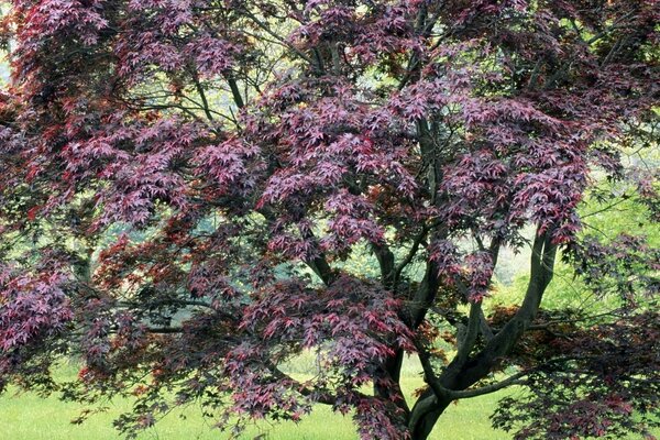 Bosque en primavera. Árbol con flores