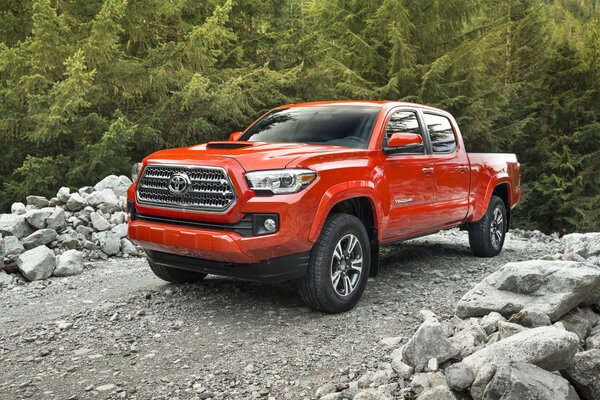 Rojo deporte tayota en el camino en el bosque