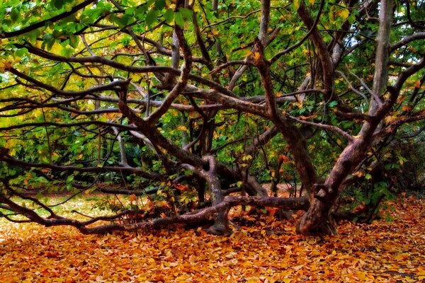 Herbstwald mit Zweigen und gefallenen Blättern