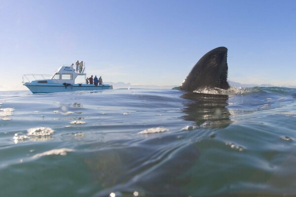 L eau grouille de requins touristes se reposent sur un yacht