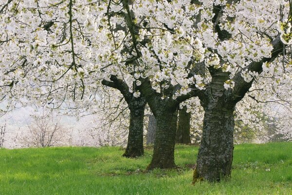 Trunks of flower trees on green grass