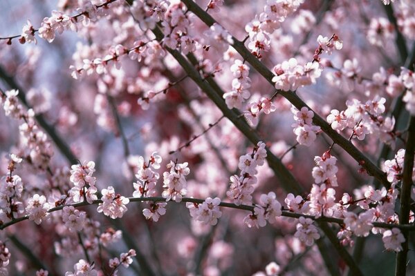 Pink flowers bloomed on the branches