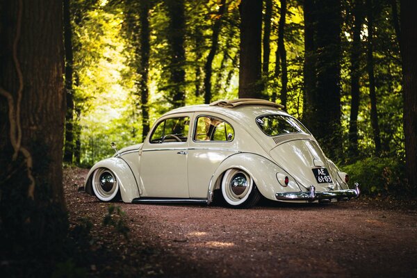 Beetle toit ouvrant sur fond de nature