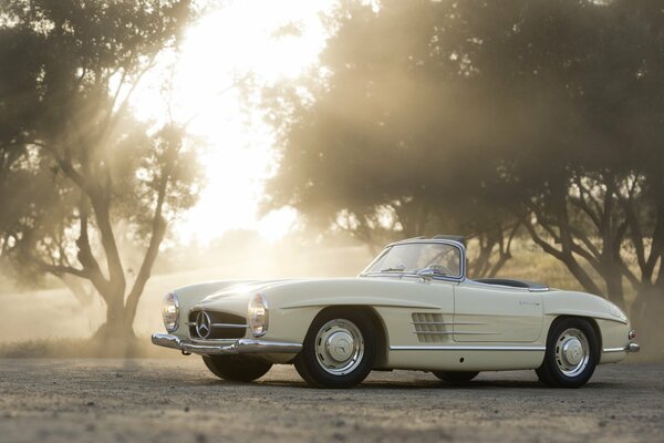 Trees, Mercedes, sunny weather