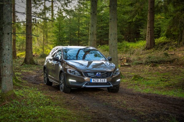 Voiture de l année 2015 Volvo gris dans la forêt