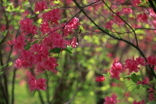 Large red flowers in the forest