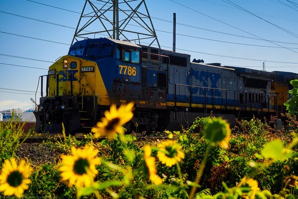 Sunflowers accompany not only the sun but also trains