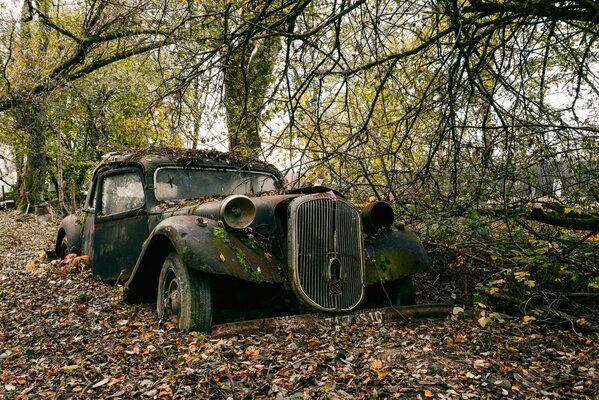 An old abandoned retro car under a branching tree