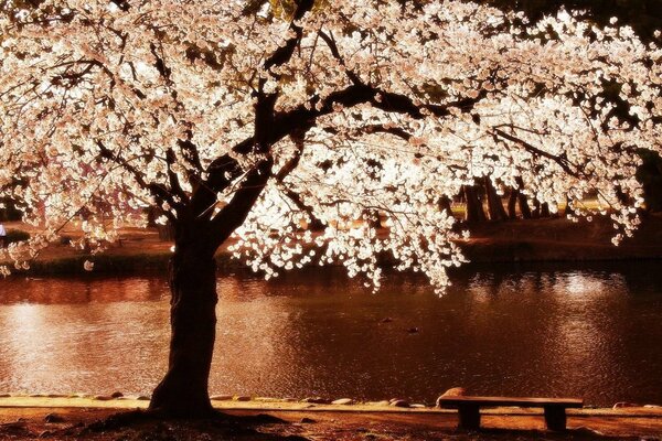 A flowering tree on the river bank