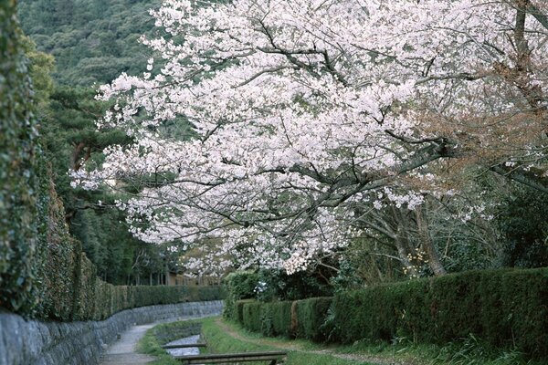 A road along a stream and a tree