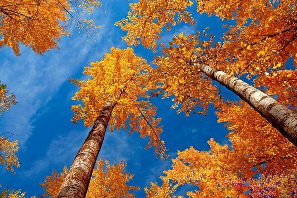 Arbres d automne sur fond de ciel dégagé