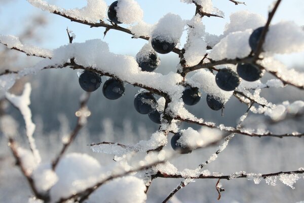 Stuck snow on the branches of a berry tree