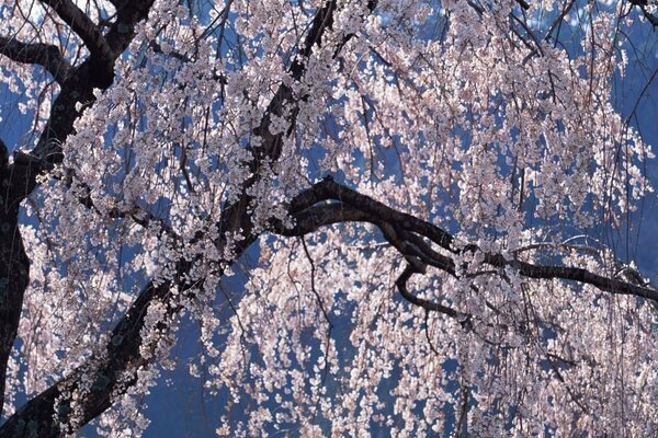 Spring tree without leaves with flowers