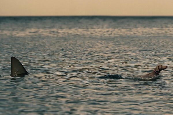 Le chien est devenu une autre victime d un requin impitoyable