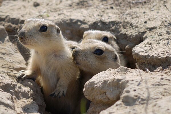 Three gophers are curiously watching the predator