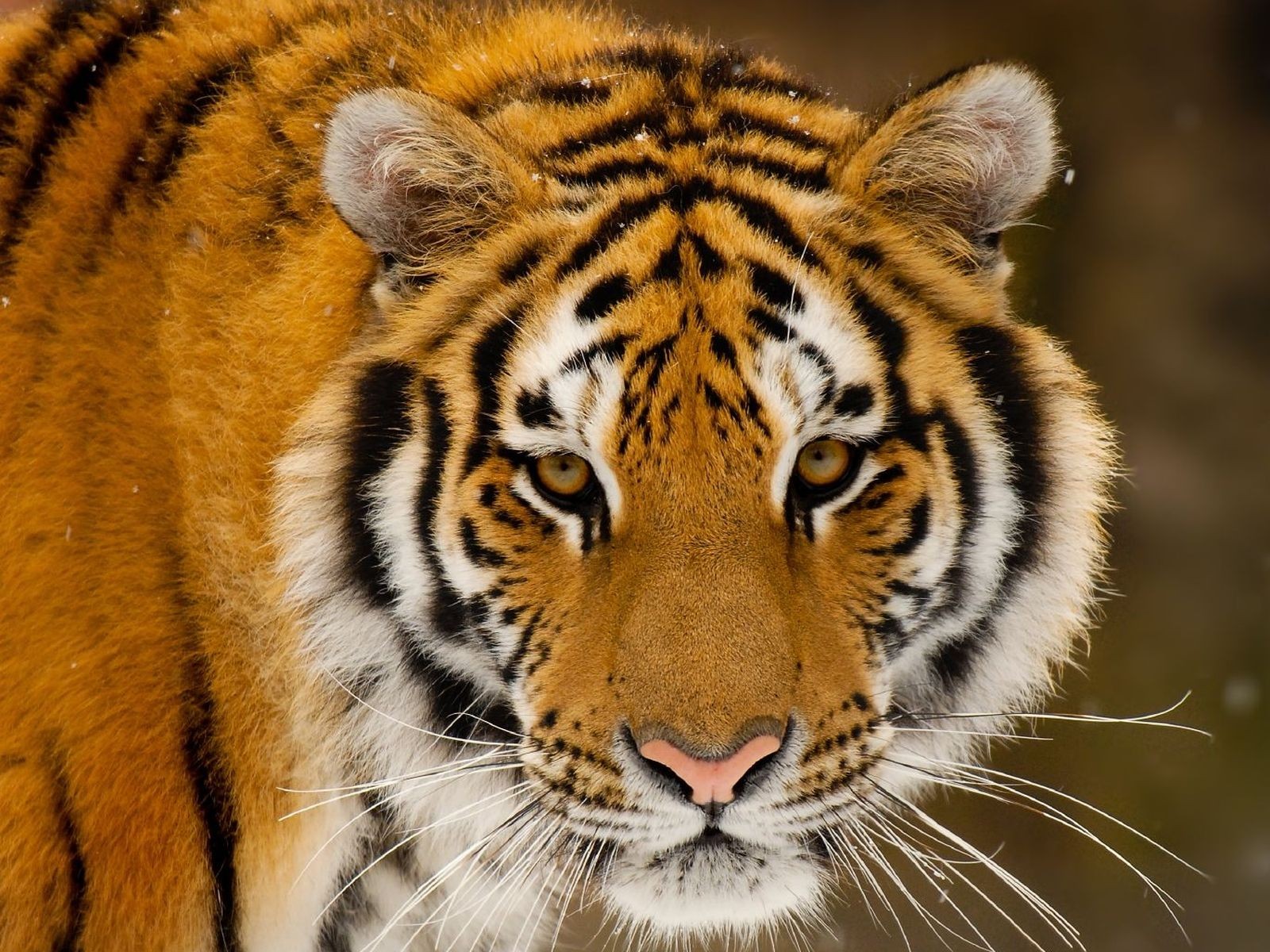 tigre depredador hocico mirada copos de nieve rayas