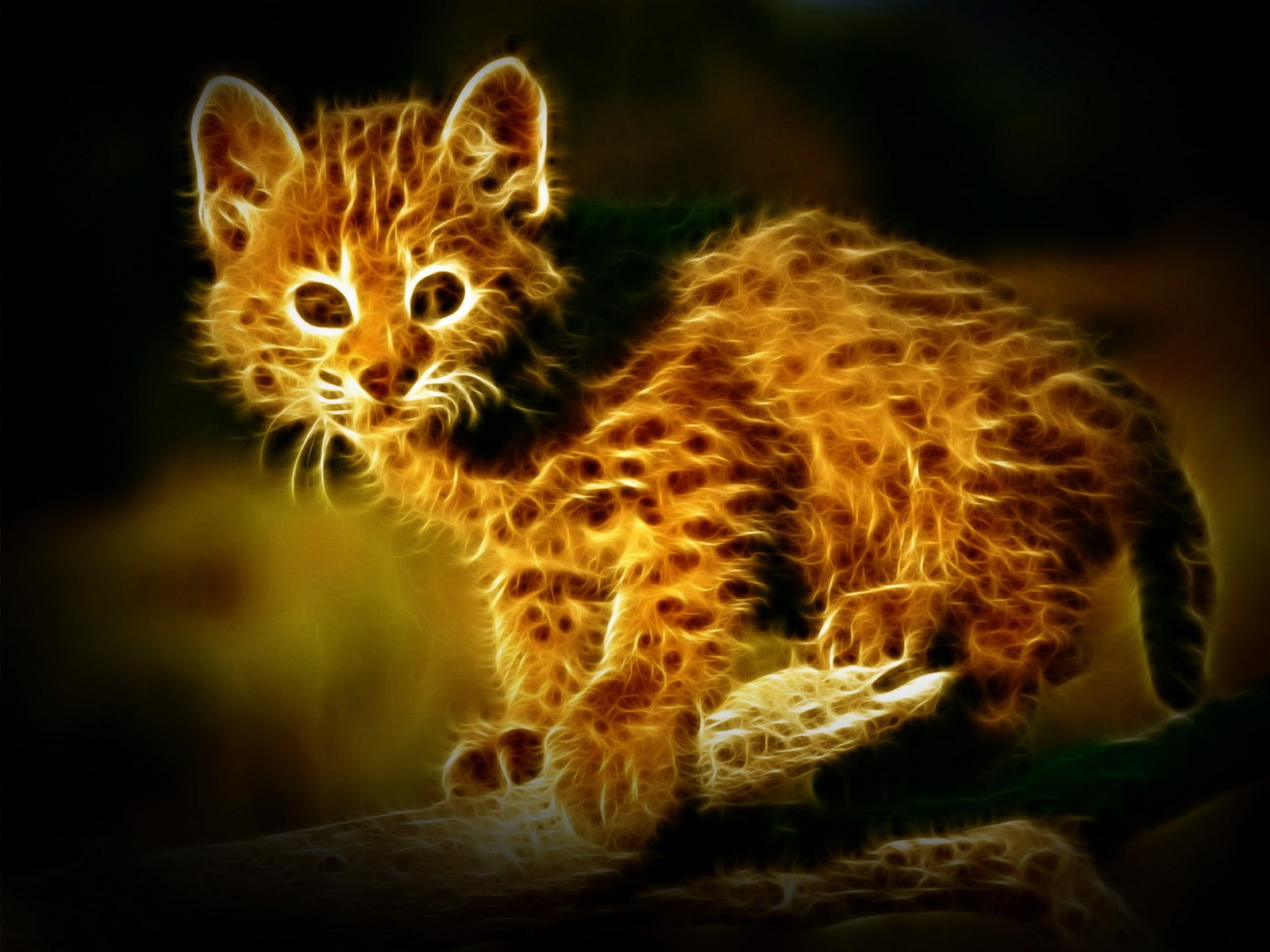 gattino gatto predatore