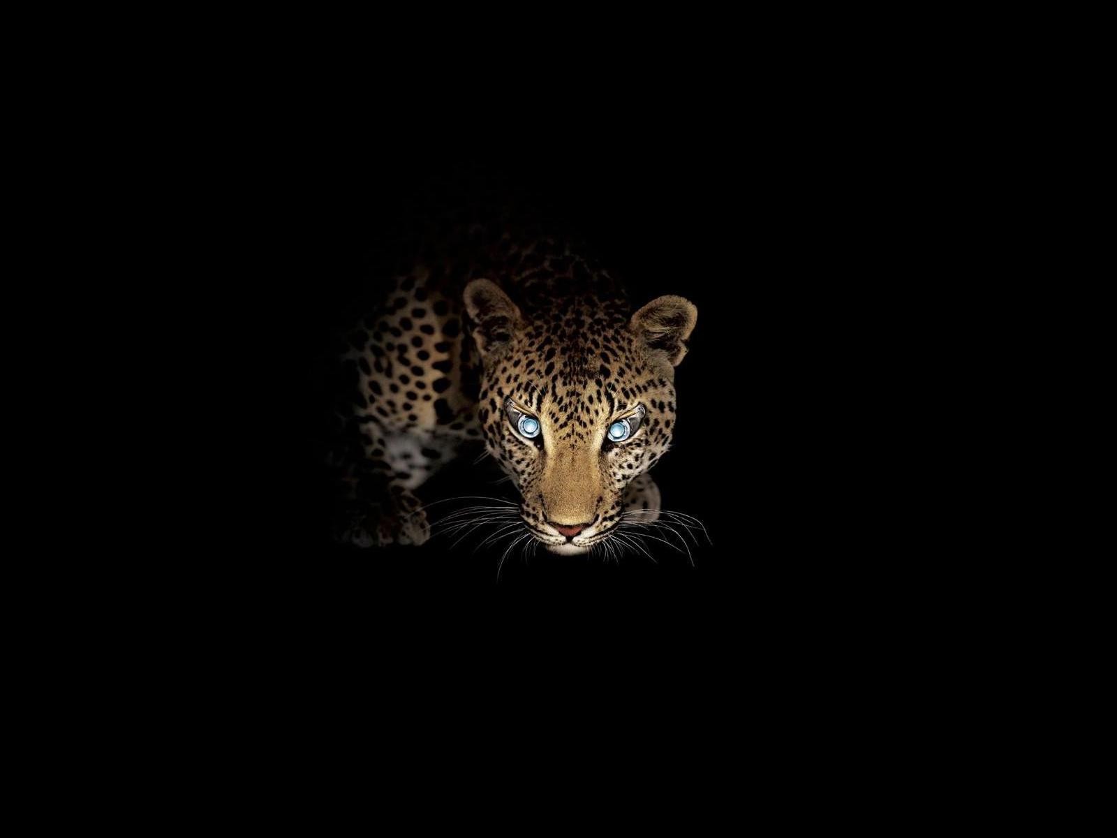 depredador leopardo noche caza vista