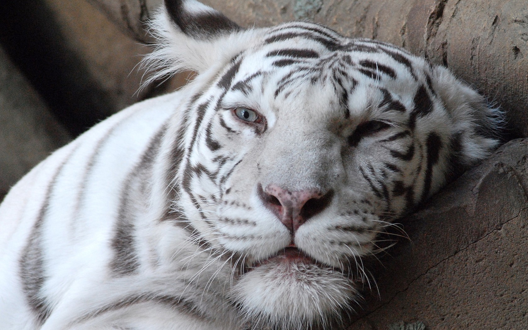 tigre blanco albino