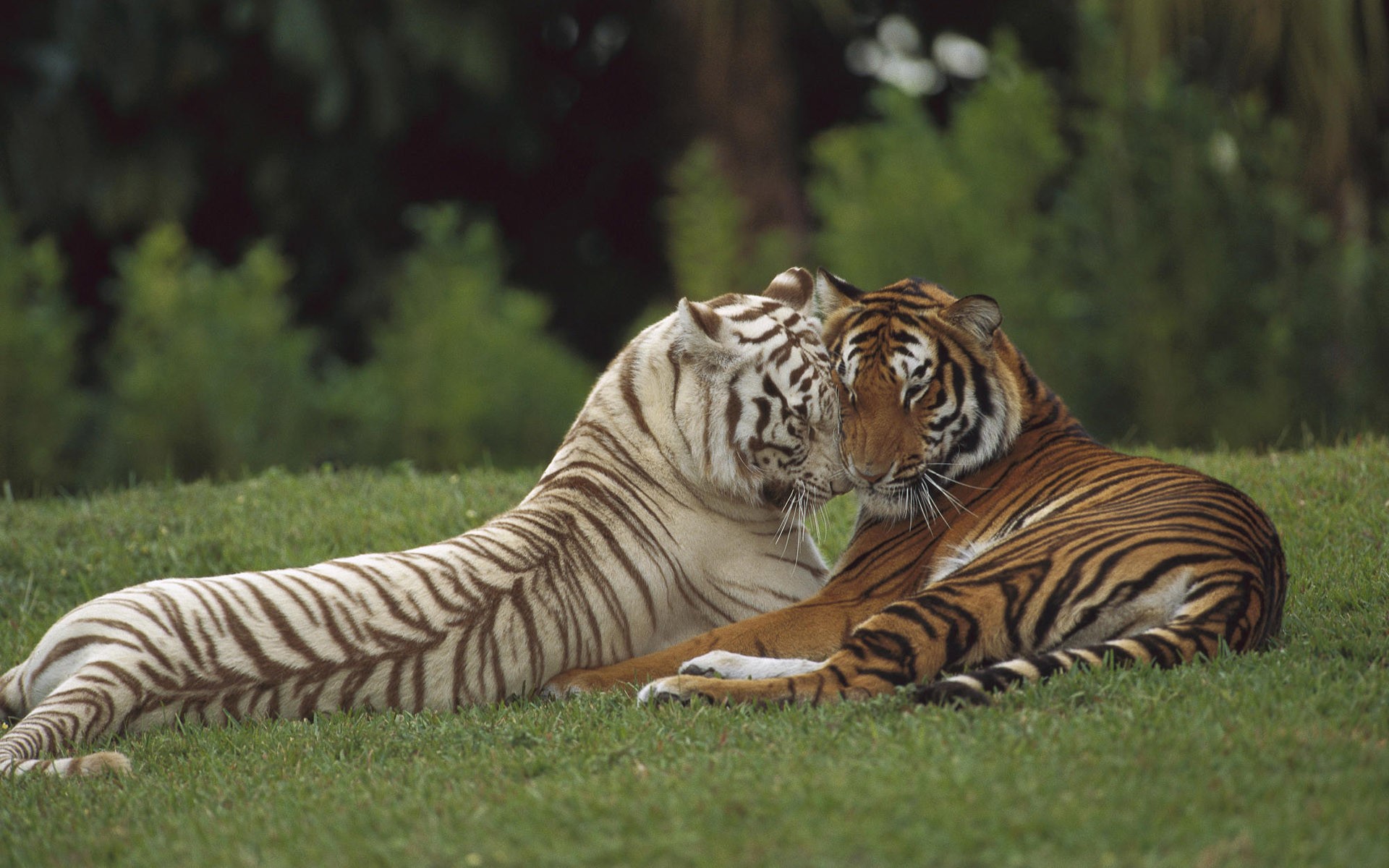 tiger raubtier wildkatze paar liebe