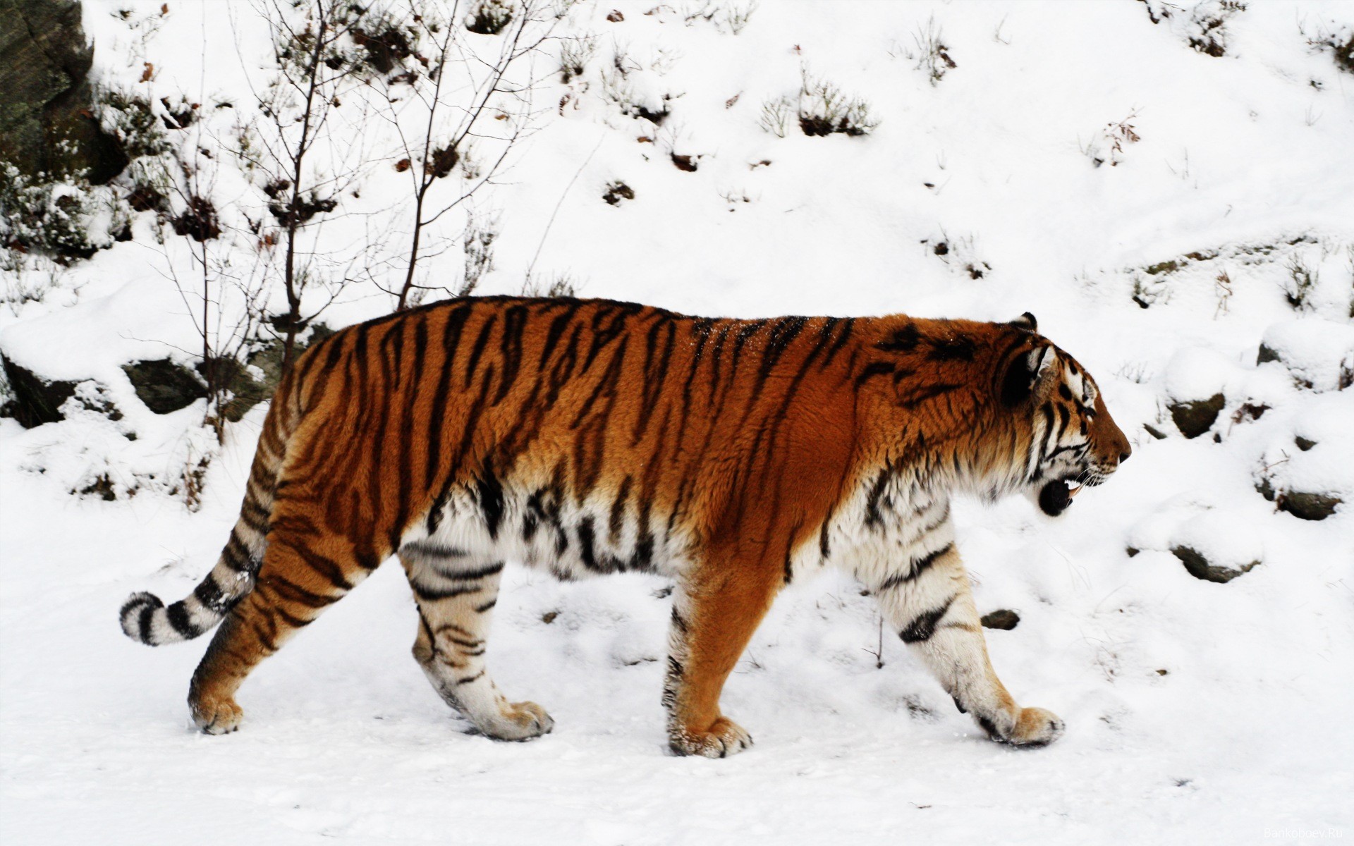 tiger snow taiga winter