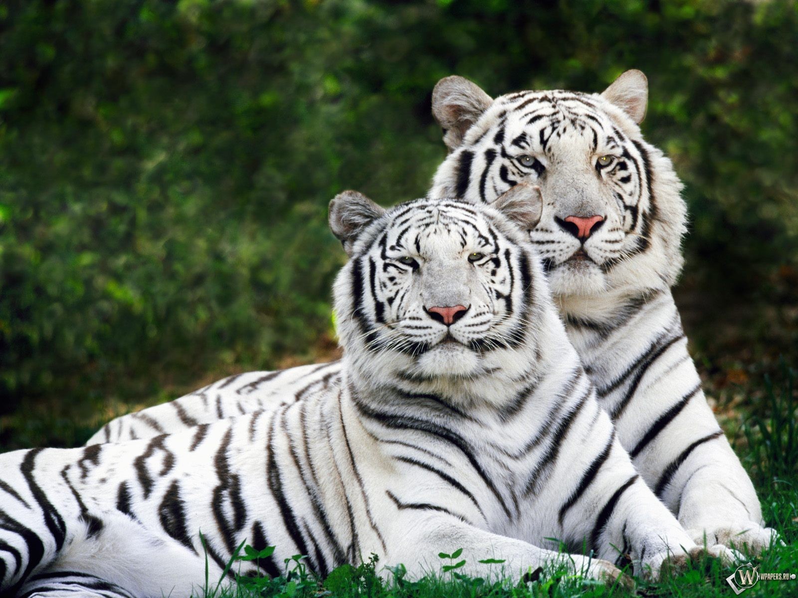 tigres deux couple