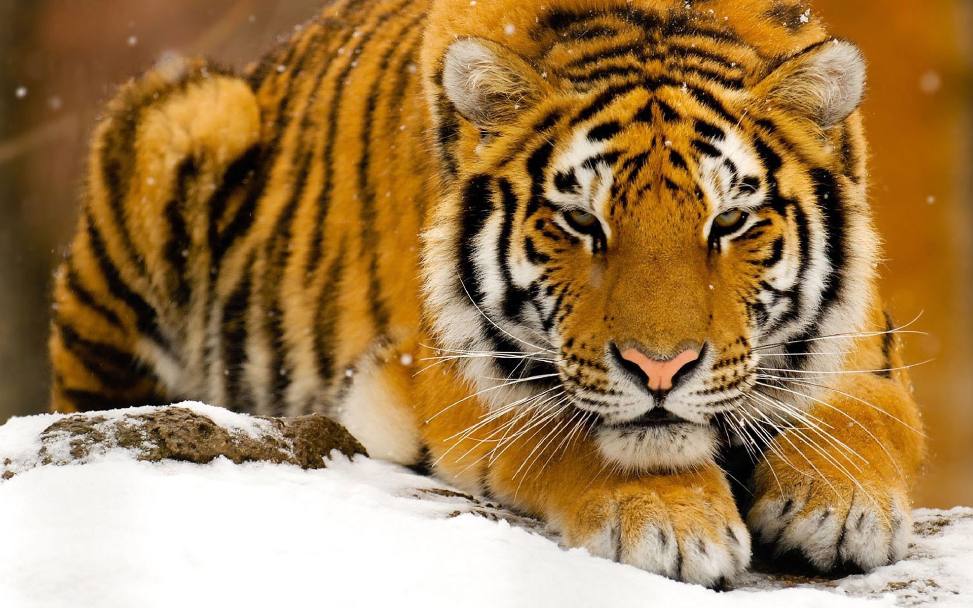 tigre neige vue