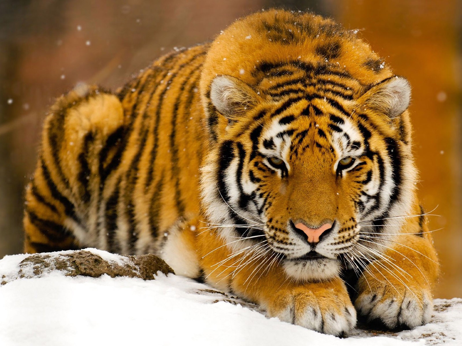 tigre neige hiver bête prédateur roux