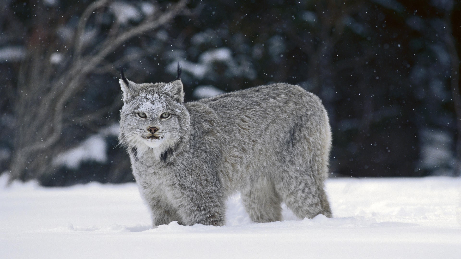 lince invierno nieve