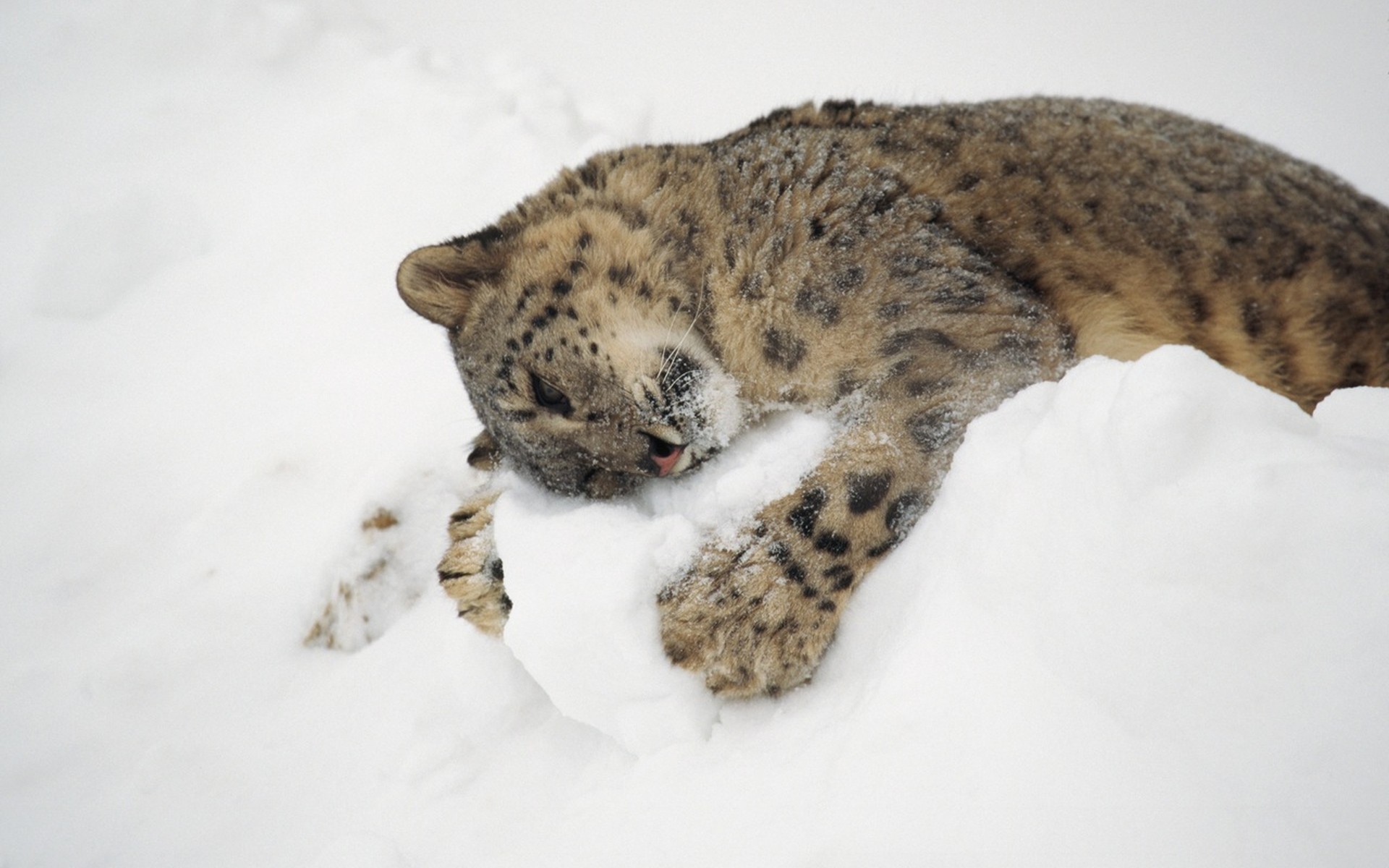 leopardo de las nieves irbis nieve