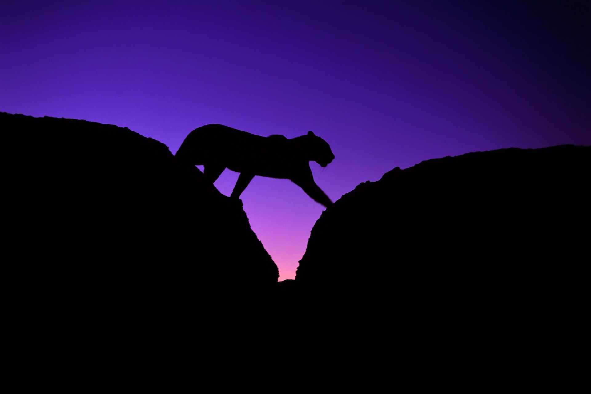 leopard steine silhouette