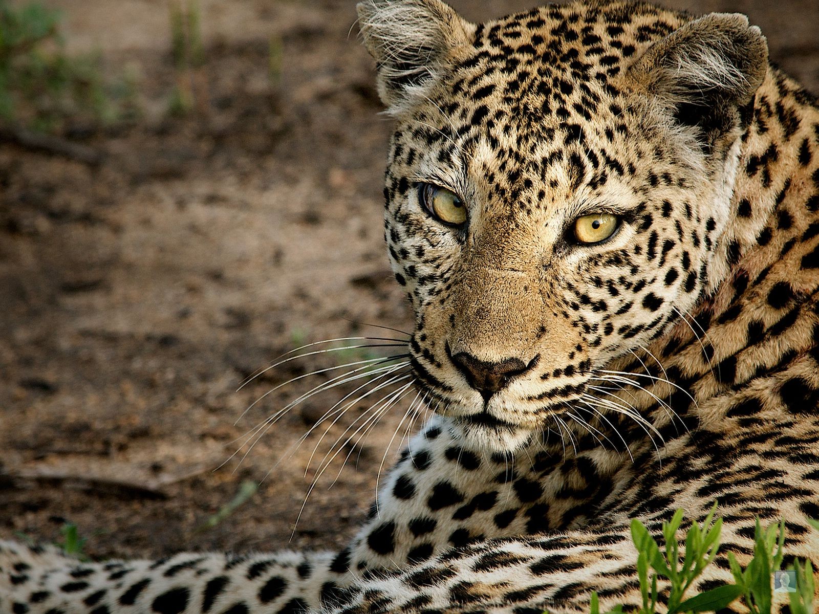 leopardo hocico mirada