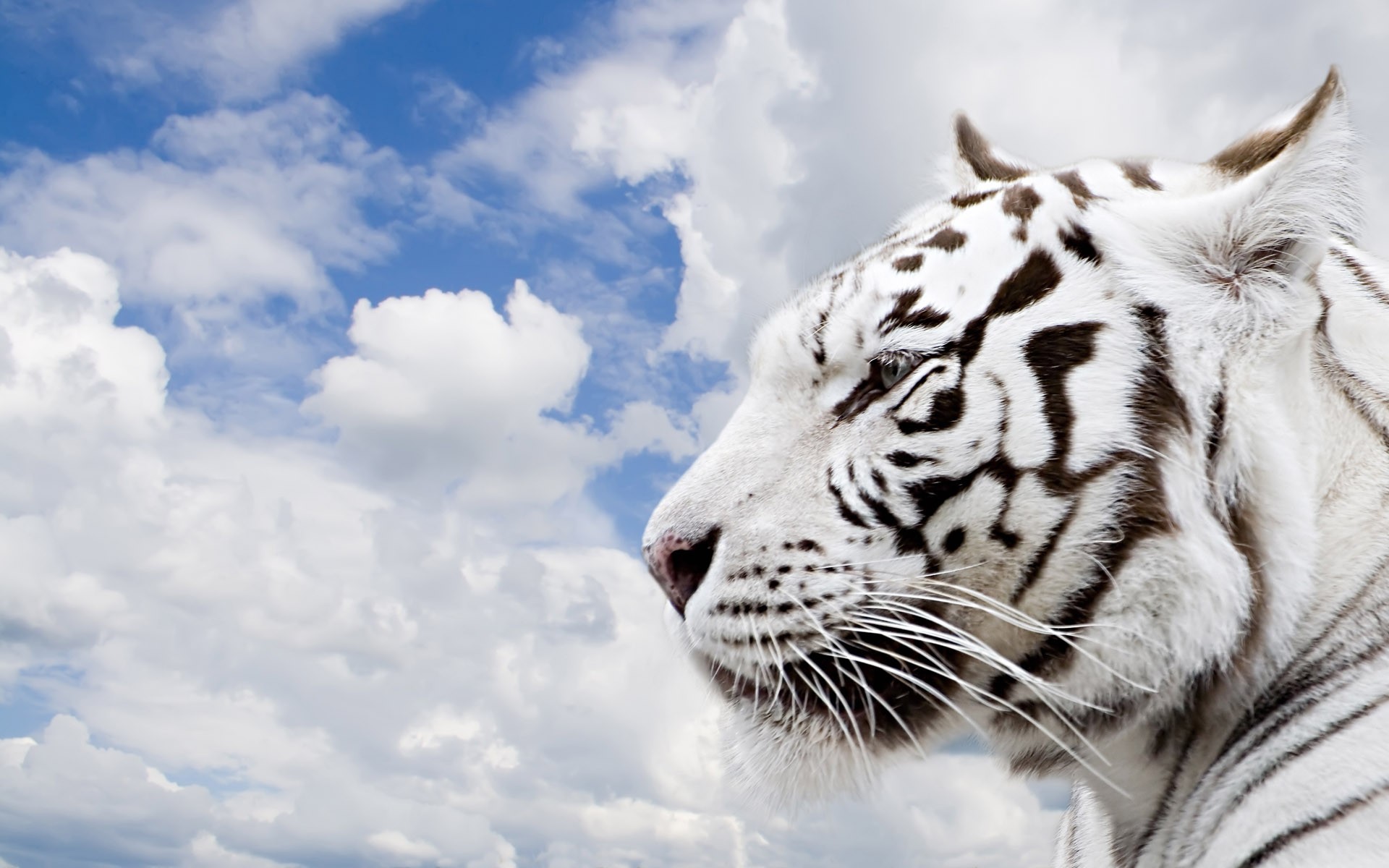 tigre nubes cielo