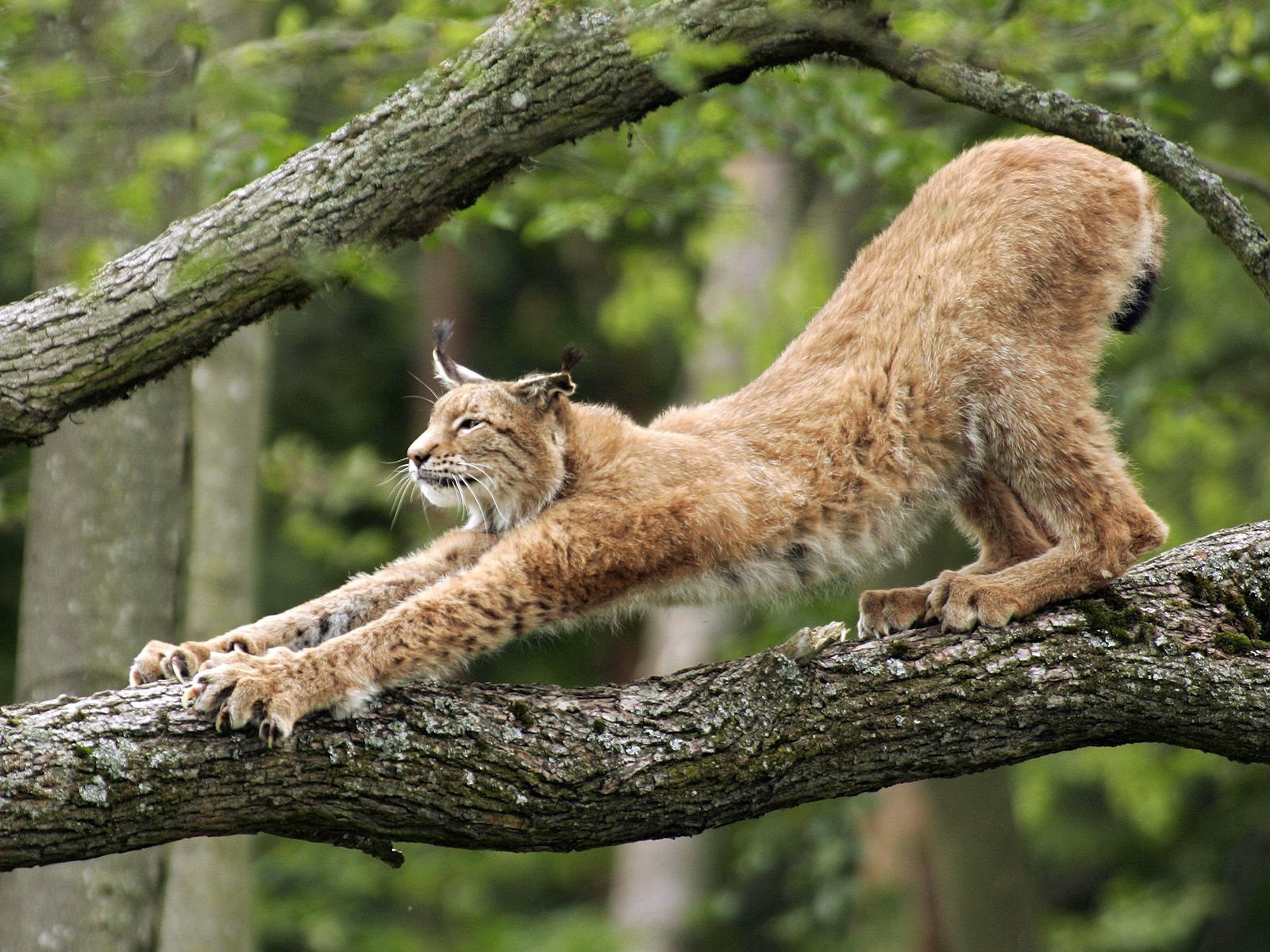 lince albero artigli