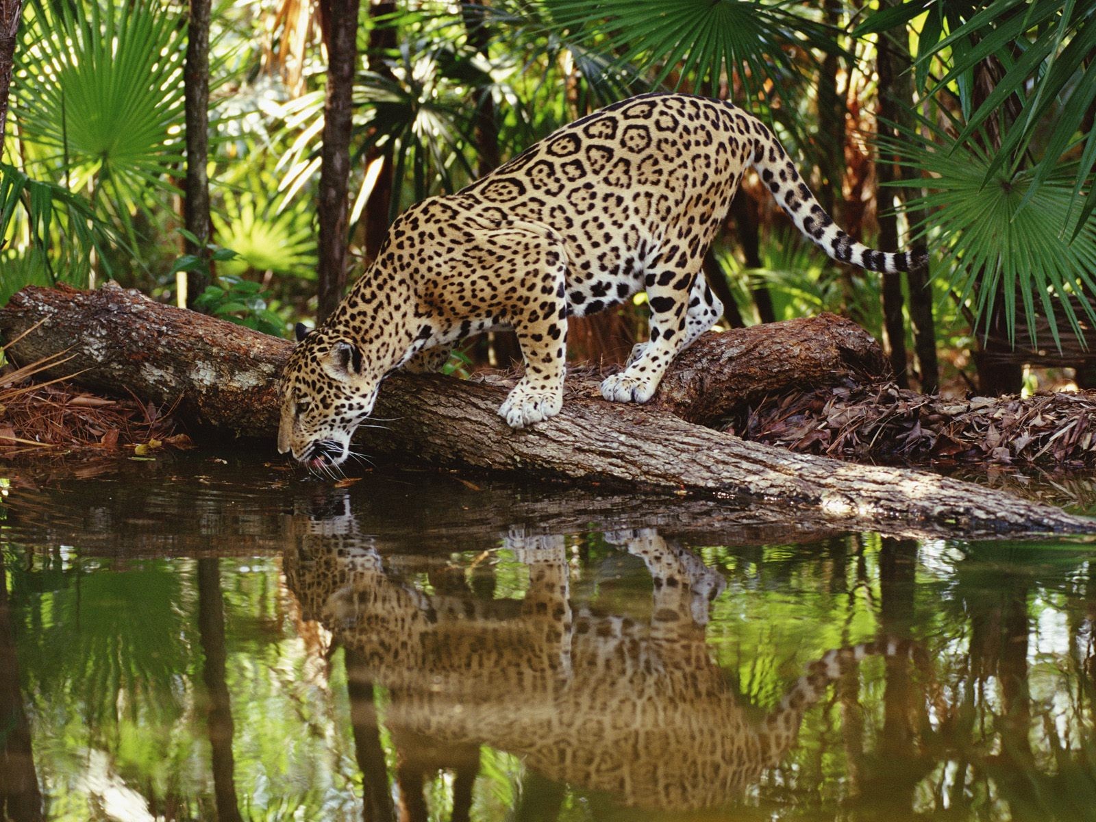 jaguar abrevadero reflexión