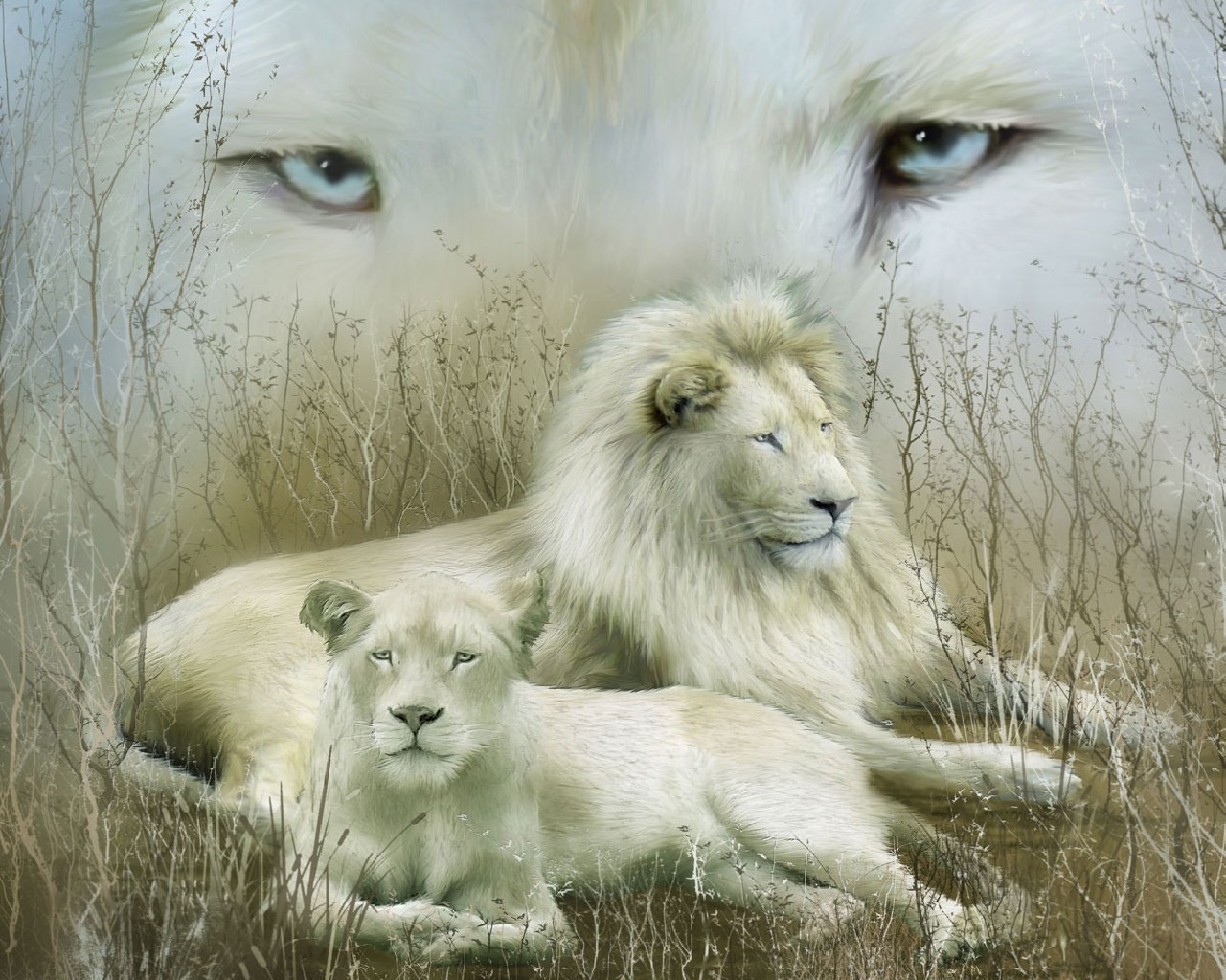 white lions family the pair sports view