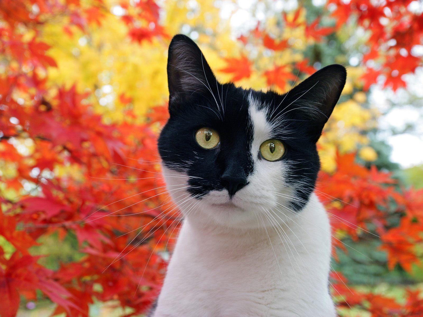 katze maulkorb flecken