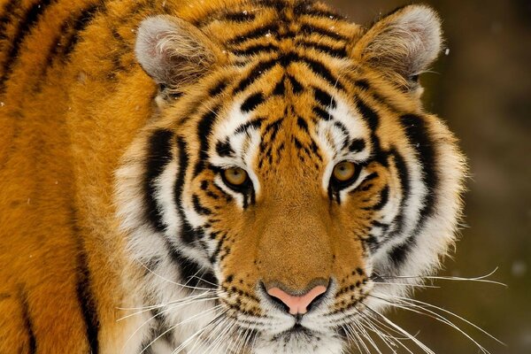 Hocico depredador del tigre rayado