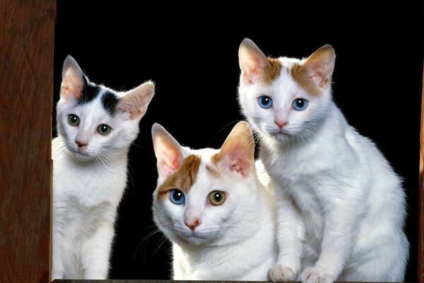 Trois chats regardent de près avec leurs yeux