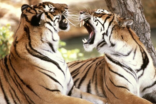 Sensual conversación de dos tigres