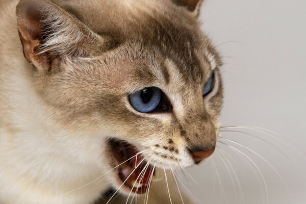 Blauäugige Katze mit schönem Blick