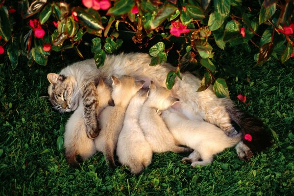 A nursing cat in nature with kittens