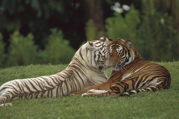 Depredadores salvajes tigres abrazándose en la hierba