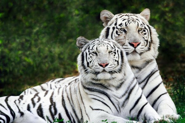 A pair of beautiful white tigers