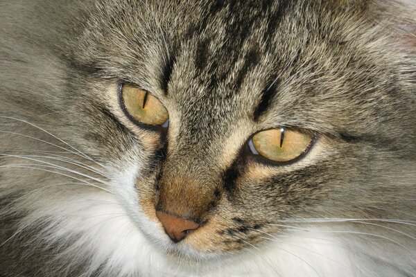 Gato gris con ojos anaranjados