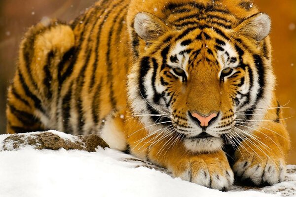 A tiger falling asleep in the snow in winter