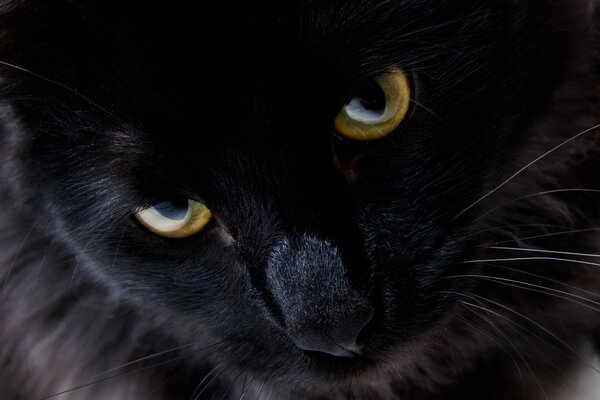 Beau regard de chat noir