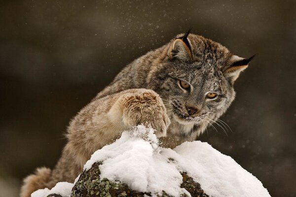 Lynx joué avec patte de neige