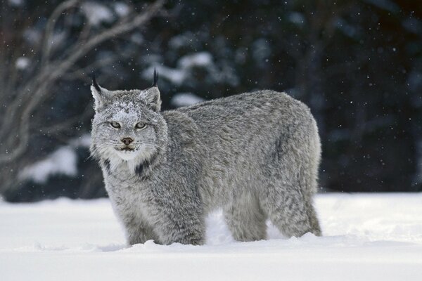 Lynx sneaks through the white snow